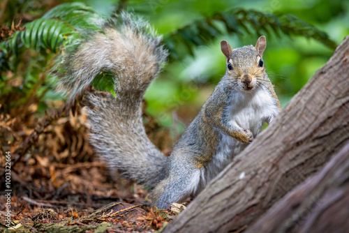 Gray squirrel closeup