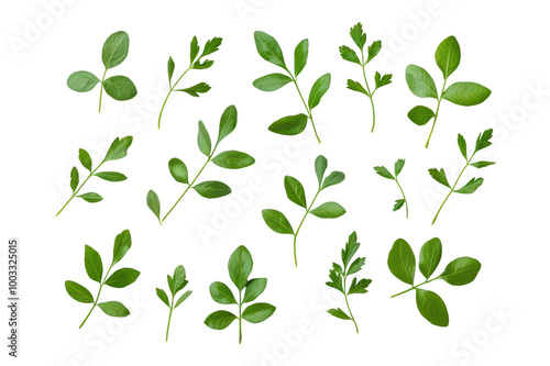 Collection of fresh, green leaves arranged on a white isolated background for design and decoration purposes. isolated on transparent background.