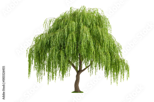 Willow tree with lush green leaves, isolated on a white background. isolated on transparent background.