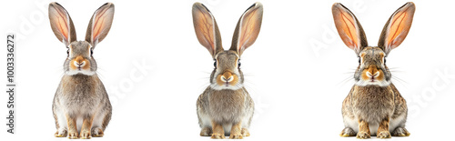 Cute Rabbits Sitting with Large Ears and Soft Fur Isolated on Transparent Background