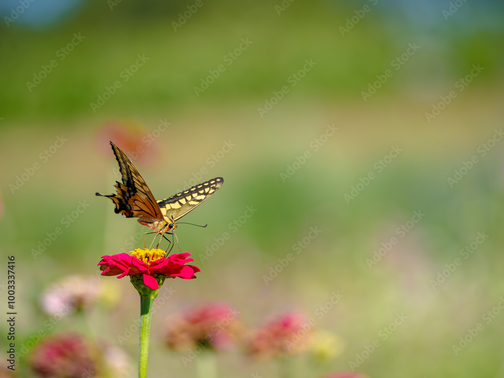 Obraz premium 蜜を吸うアゲハチョウ