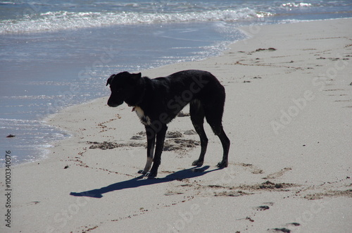 A short haired collie by the blue waters of Western Australia