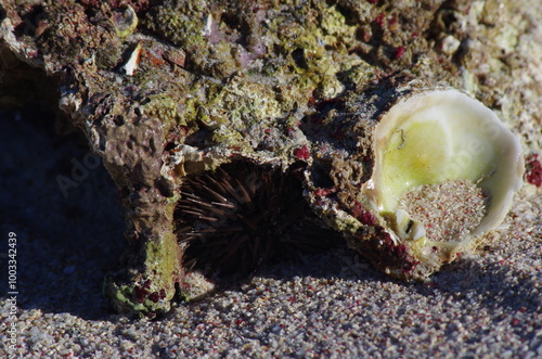 A sea urchin hidden underneath a rocky outcrop
