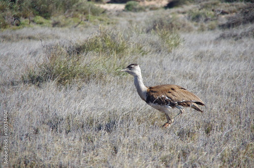 A Bush Chook in the Wilds of Western Australia
