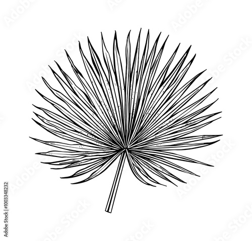 palmetto fan engraving black and white outline