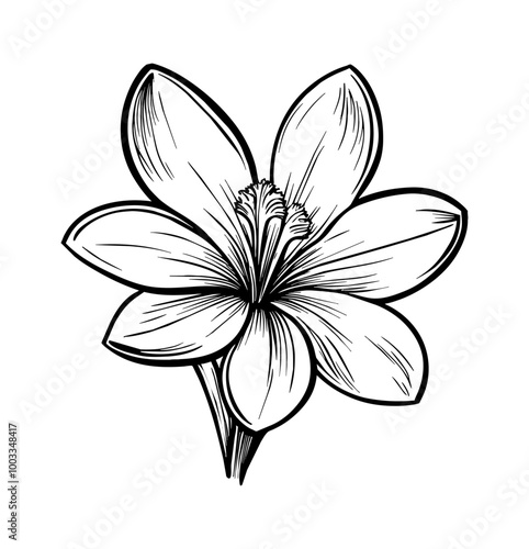 plumeria flower engraving black and white outline