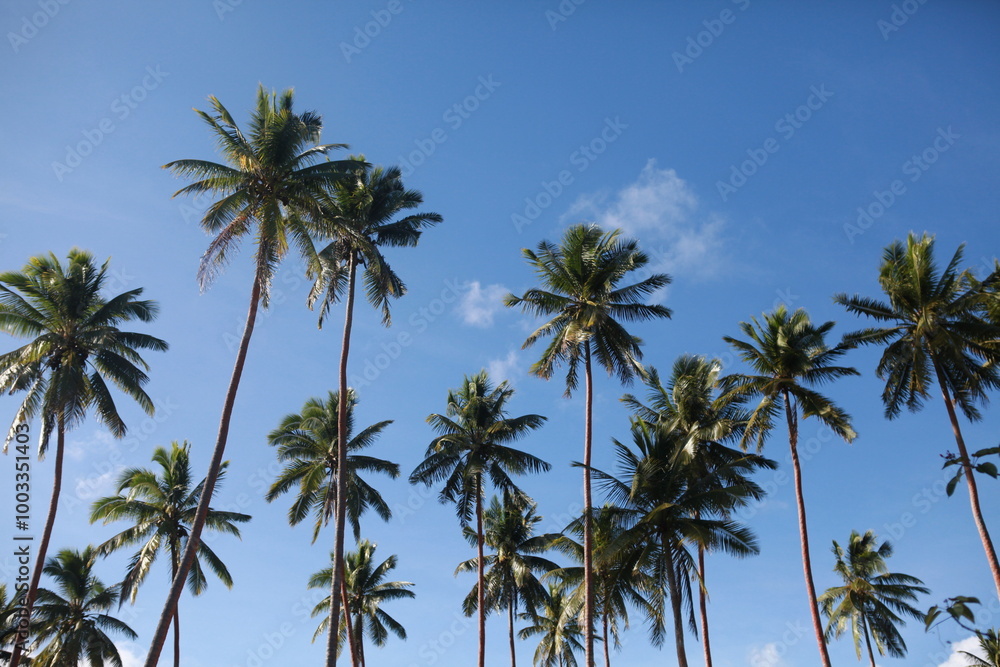 Coconut palm trees against the blue cloudy sky Coconut palm trees against the blue cloudy sky