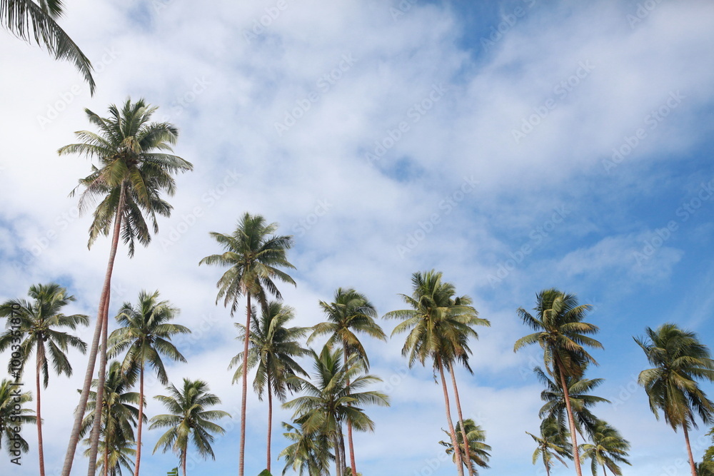 Coconut palm trees against the blue cloudy sky Coconut palm trees against the blue cloudy sky