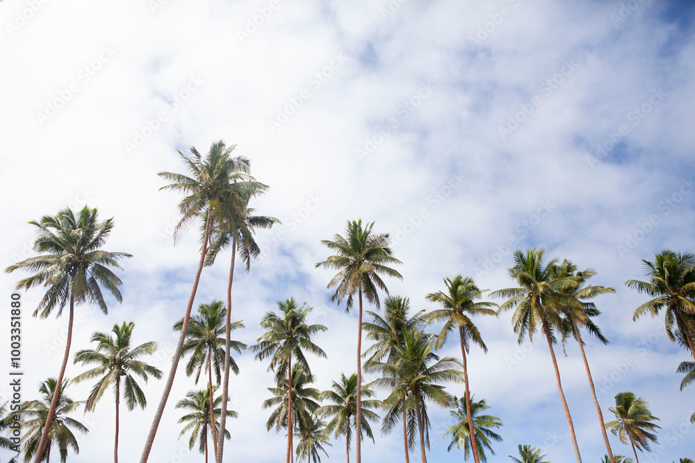 Coconut palm trees against the blue cloudy sky Coconut palm trees against the blue cloudy sky
