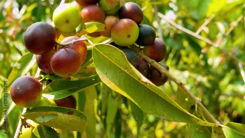 CAMU CAMU (Myrciaria dubia), BAYA CULTIVADA EN TINGO MARIA CIUDAD DE LA BELLA DURMIENTE