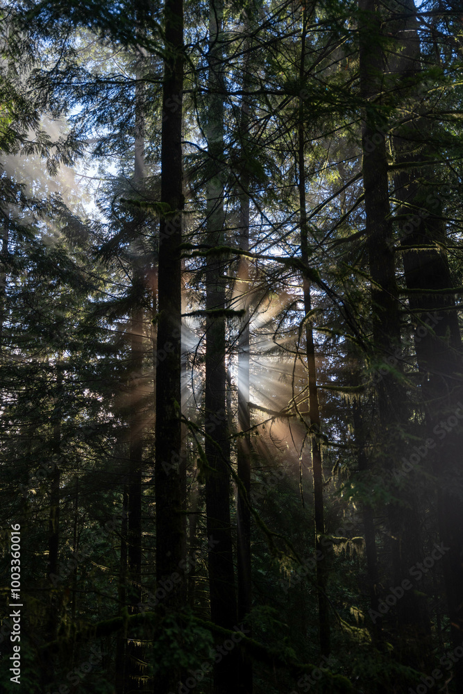 Fototapeta premium Sun light through forest
