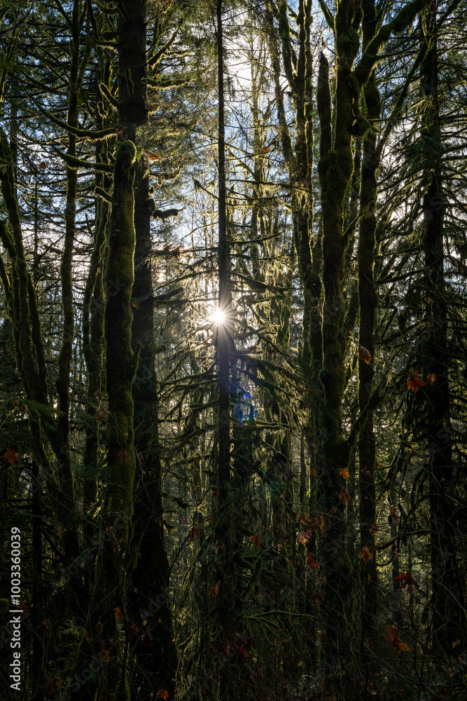 Fototapeta premium sun shining through trees