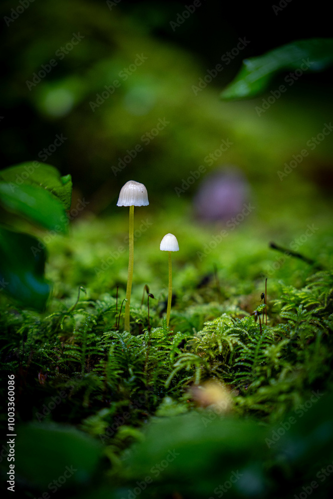 mushrooms in the forest mushrooms in the forest