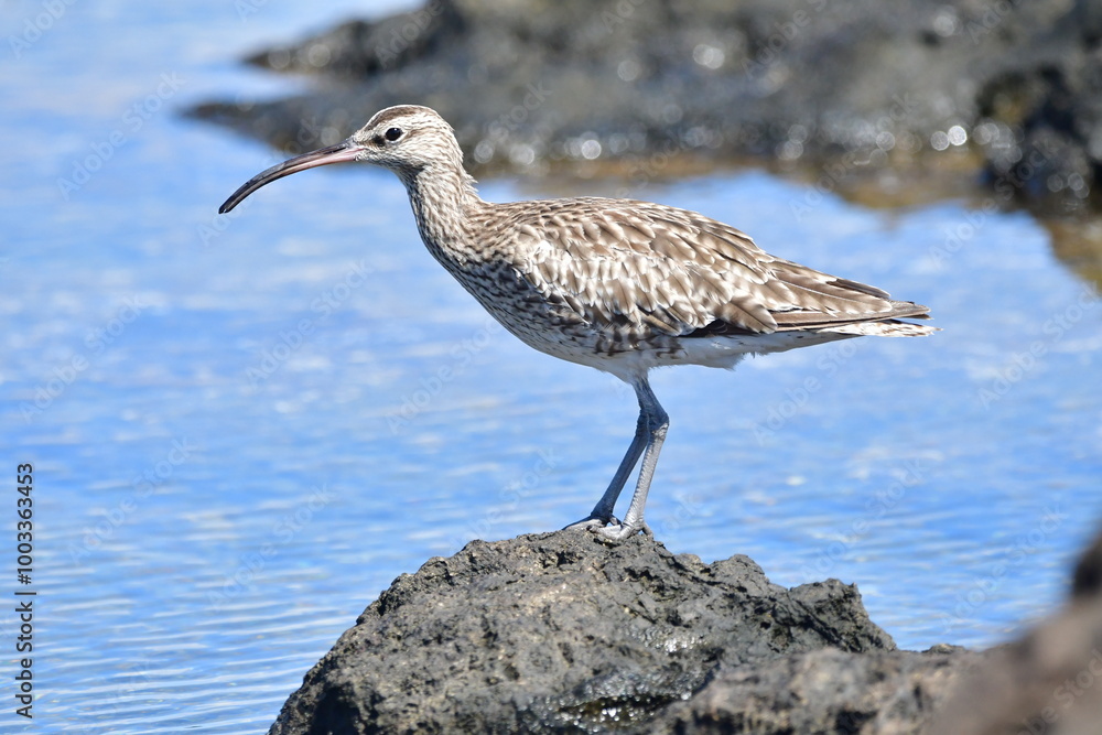 Obraz premium ZARAPITO