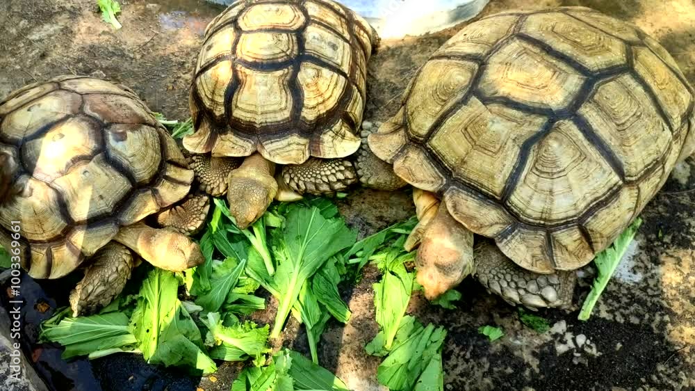 Geochelone sulcata, three african spurred tortoise eat vegetables. Close up Geochelone sulcata, three african spurred tortoise eat vegetables. Close up