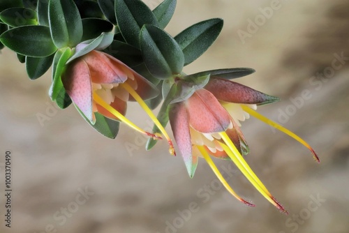 Close-up of Lemon-scented Darwinia (Darwinia citriodora) flowers. Native Australian plant. photo