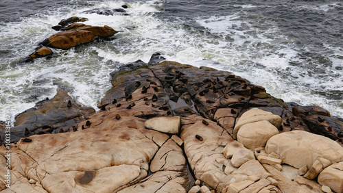 Colonia de lobos marinos en las rocas de Cabo Polonio photo