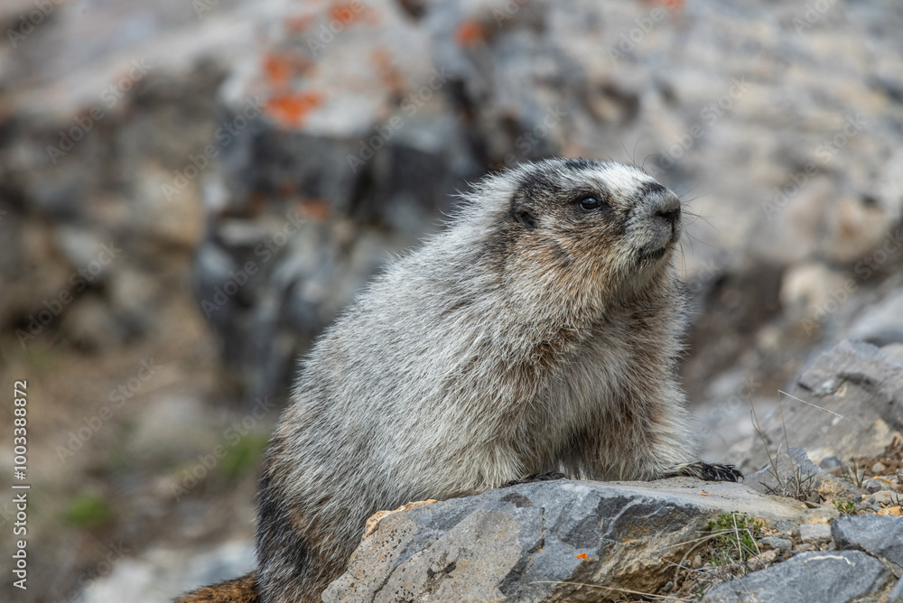 Wild Hoary Marmot (Marmota caligata) seen in Banff National Park during spring time standing between rocks in a high alpine area of rocky mountains in Canada. Wild Hoary Marmot (Marmota caligata) seen in Banff National Park during spring time standing between rocks in a high alpine area of rocky mountains in Canada.