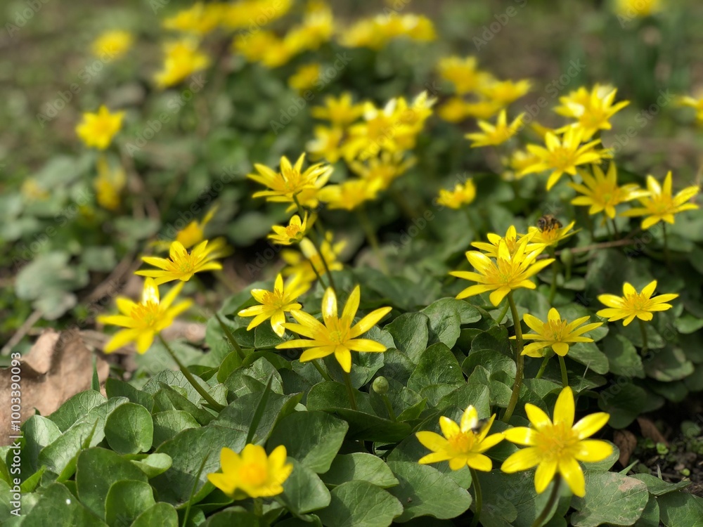 Obraz premium yellow flowers in the garden