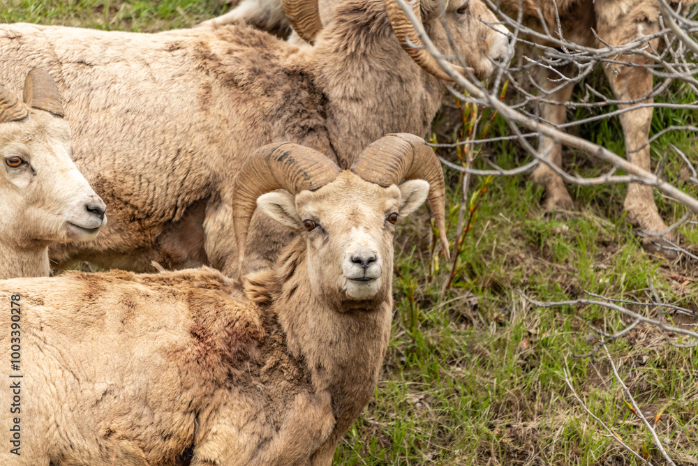 Wild bighorn sheep (Ovis canadensis) seen in Banff National Park during summer time with blurred, grey sky background. Wilderness with animals in Canadian rocky mountains. Wild bighorn sheep (Ovis canadensis) seen in Banff National Park during summer time with blurred, grey sky background. Wilderness with animals in Canadian rocky mountains.