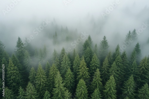 Drone capture of a misty forest in the Pacific Northwest revealing lush evergreens on a foggy morning