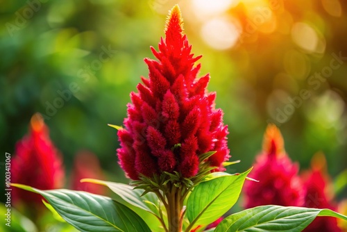 A vivid red Celosia flower stands out against a rich green backdrop, illuminated by bright, natural light, showcasing its stunning petals and lush surroundings.