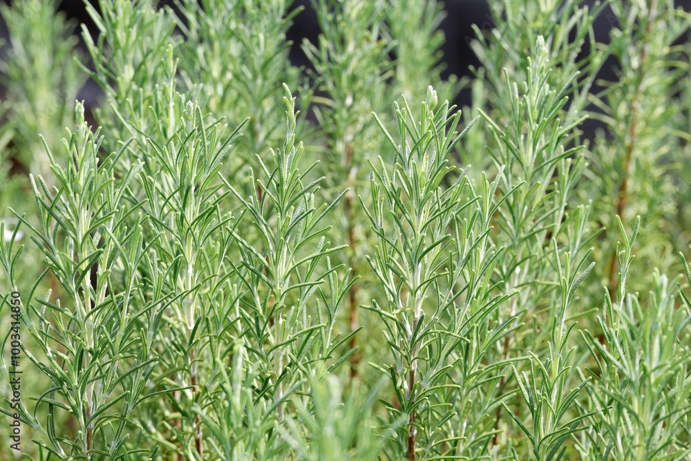 Obraz premium ローズマリー