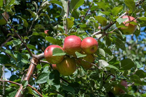 Closeup of apples in orchard farm on a sunny day