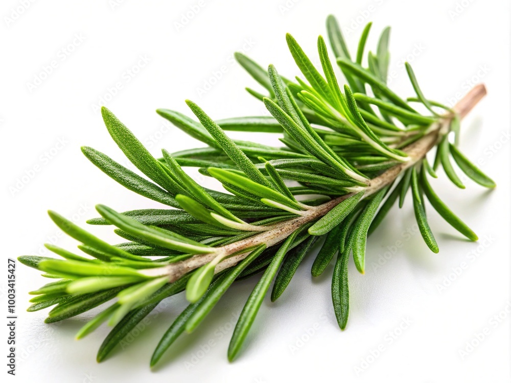Fototapeta premium Fresh rosemary sprigs stand out against a white background, showcasing their aromatic flavor and versatility for culinary dishes and various medicinal applications.