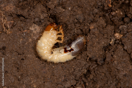 White grub worm found under a rock in the soil