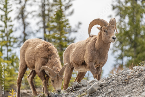 Wild bighorn sheep (Ovis canadensis) seen in Banff National Park during summer time with blurred, grey sky background. Wilderness with animals in Canadian rocky mountains. 