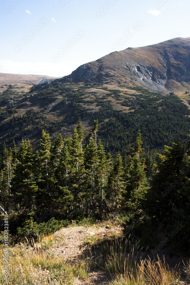 Obraz premium View of the treeline and alpine tundra at 11,000' from Old Fall River Road in Rocky Mountain National Park in Colorado