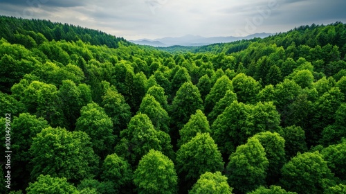 Lush Forest Landscape with Biodiversity