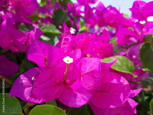 Purple bougainvillea flowers in a garden