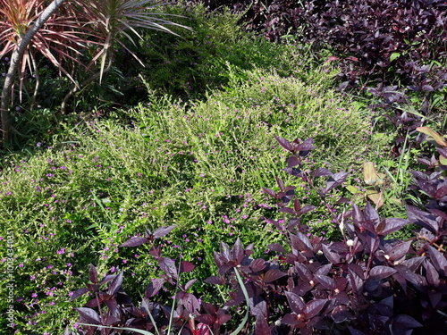 Bush of flowers in the garden