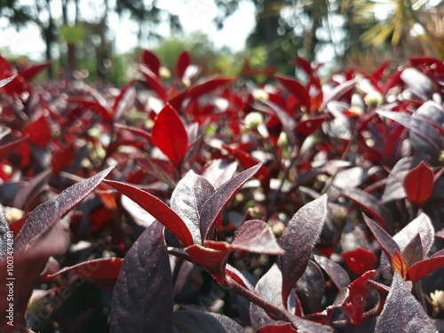 Purple leaf bush in the garden