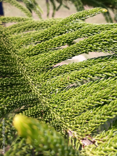 Green norfolk island pine closeup