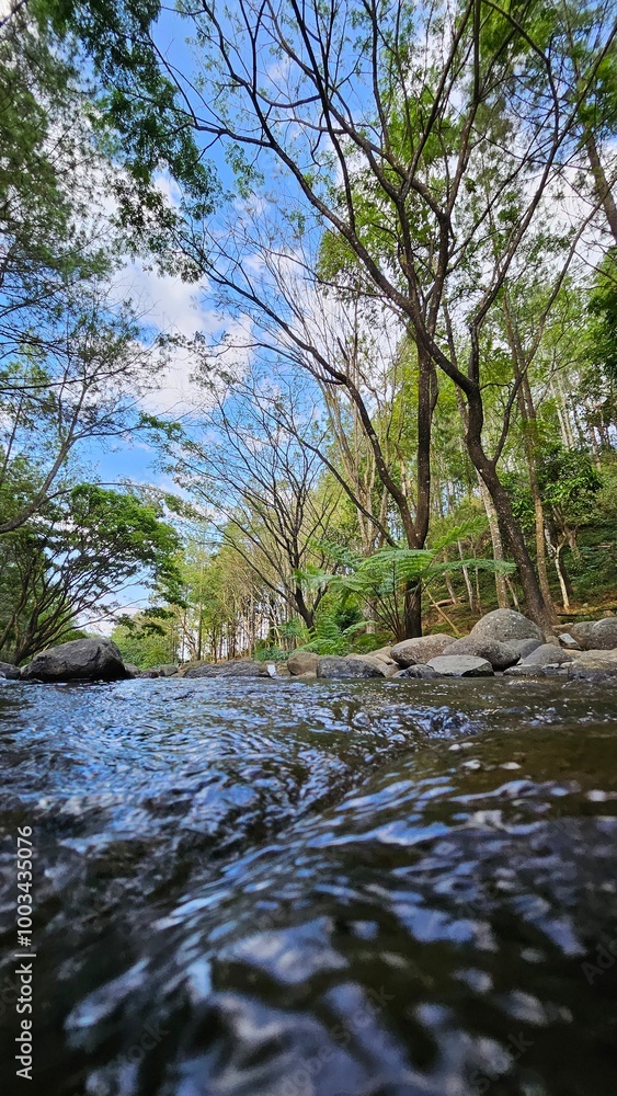 Fototapeta premium river with rocks and pine trees