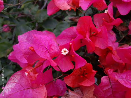 Beautiful pink bougainvillea flower in the garden 