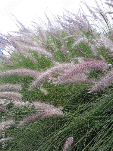 Lavender flowers in a field