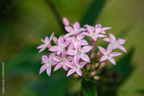 Pentas lanceolata. Egyptian starcluster, is a species of flowering plant in the madder family. beautiful pink flower garden photo