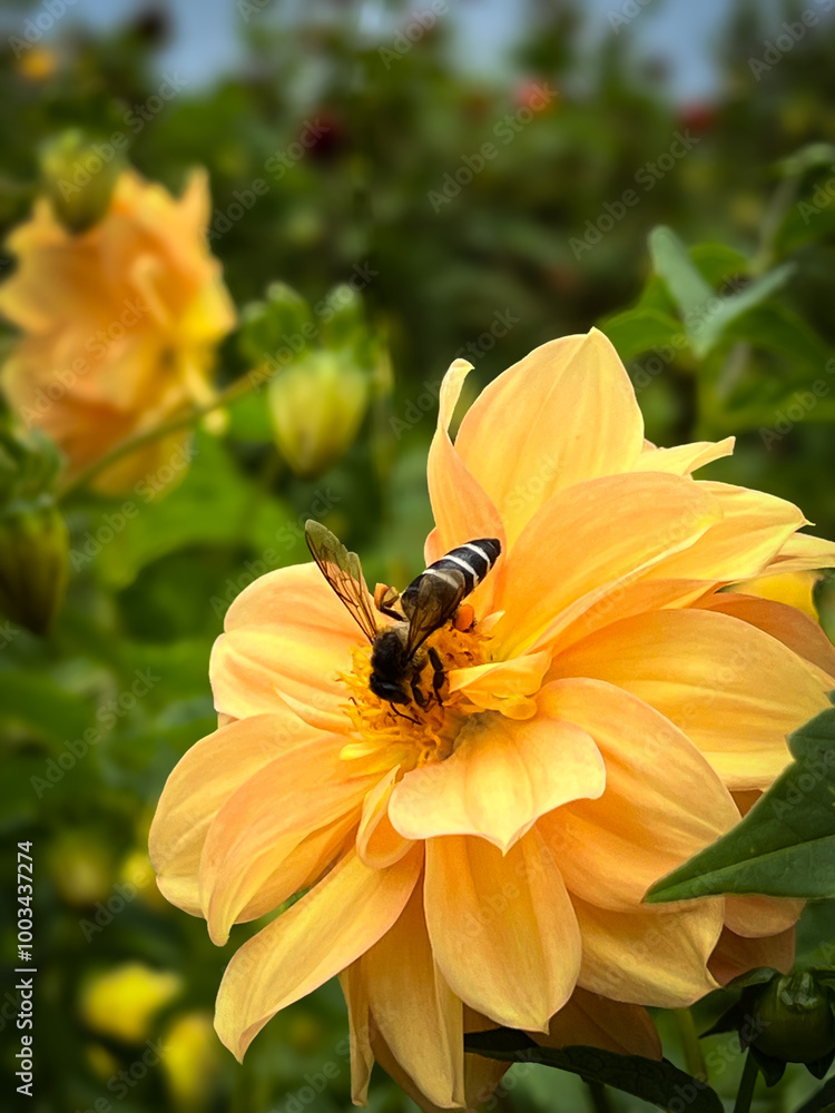 Bee gather nectar and pollen on yellow flowers. vertical view Bee gather nectar and pollen on yellow flowers. vertical view