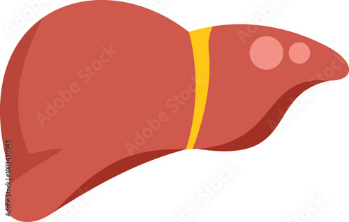Simple vector illustration of a human liver with cirrhosis