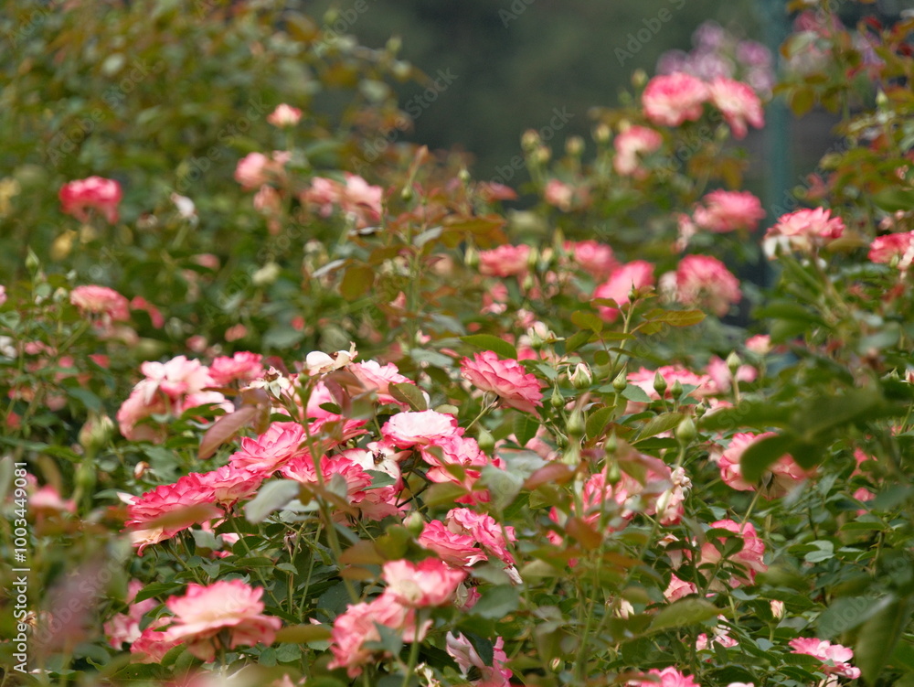 A field of pink flowers with green leaves A field of pink flowers with green leaves