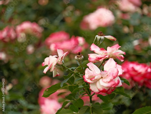 A bunch of pink and white flowers are in a garden