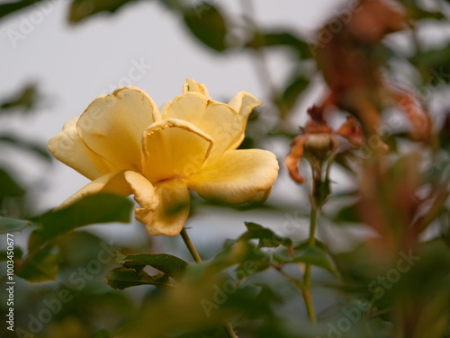 A yellow flower is in the foreground of a green bush
