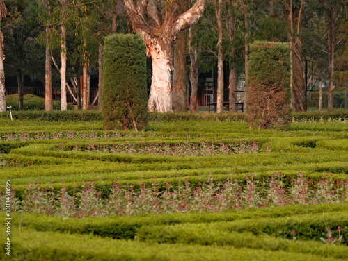 A large tree stands in the middle of a field of bushes