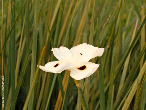 A white flower with brown spots is in a field of green grass