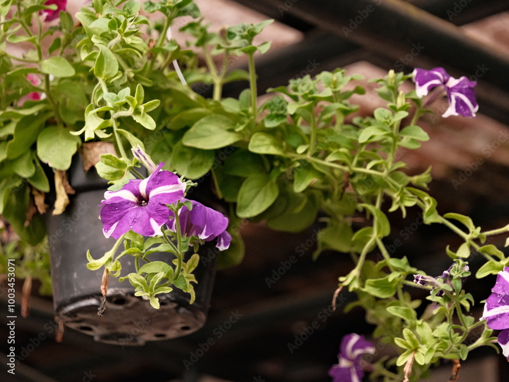 A hanging plant with purple flowers in a black pot A hanging plant with purple flowers in a black pot