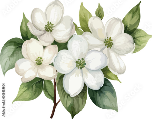 Beautiful Watercolor white flowers Dogwood Blossom with green leaf vector illustration